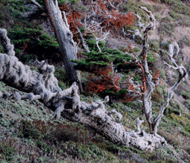 Cupressus macrocarpa