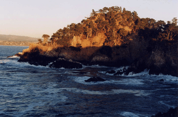 Cupressus macrocarpa