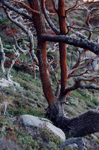 Cupressus macrocarpa