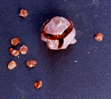 Cupressus arizonica montana