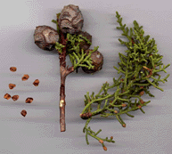 Cupressus arizonica montana