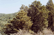 Cupressus arizonica nevadensis