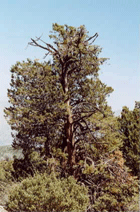Cupressus arizonica nevadensis