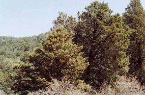 Cupressus nevadensis