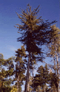 Cupressus pygmaea