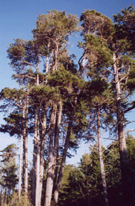 Cupressus pygmaea
