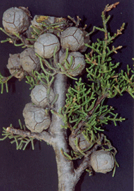 Cupressus pygmaea