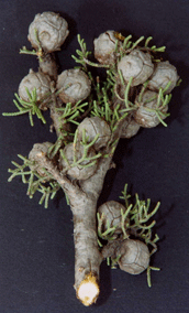 Cupressus pygmaea