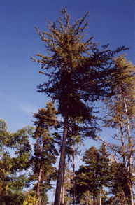 Cupressus pygmaea