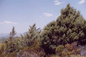 Cupressus arizonica stephensonii