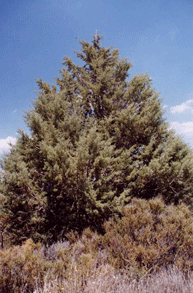 Cupressus arizonica stephensonii