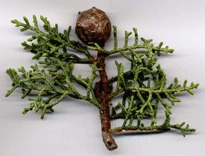 Cupressus stephensonii