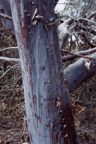 Cupressus arizonica stephensonii
