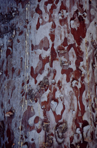 Cupressus arizonica stephensonii