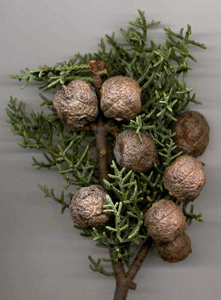 Cupressus arizonica stephensonii