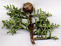 Cupressus arizonica stephensonii