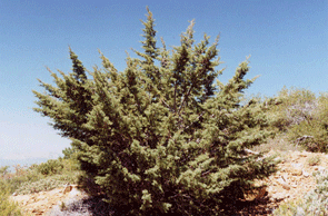 Cupressus stephensonii