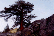 Juniperus occidentalis australis