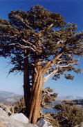 Juniperus occidentalis australis