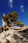Juniperus occidentalis australis