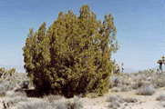 Juniperus californica