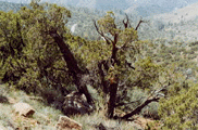 Juniperus californica