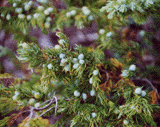 Juniperus communis