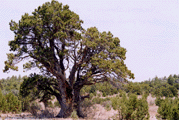 Juniperus deppeana