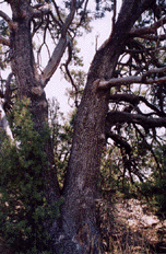 Juniperus deppeana