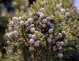 Juniperus deppeana