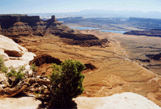 Juniperus osteosperma
