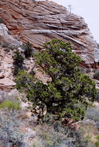 Juniperus osteosperma