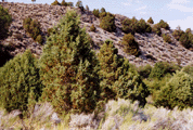 Juniperus scopulorum