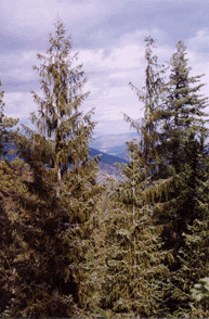 Picea breweriana