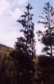 Picea breweriana