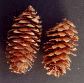 Picea engelmannii