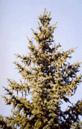 Picea pungens