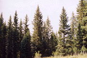 Picea pungens