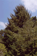 Picea sitchensis
