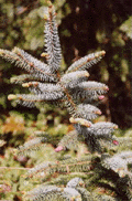 Picea sitchensis