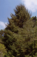 Picea sitchensis