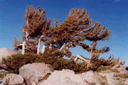 Pinus albicaulis
