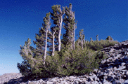 Pinus albicaulis