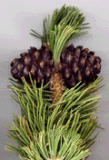 Pinus albicaulis