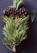 Pinus albicaulis
