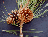 Pinus arizonica