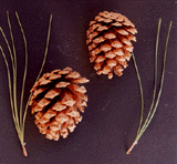 Pinus arizonica