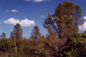 Pinus attenuata
