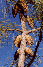 Pinus attenuata