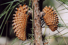 Pinus attenuata